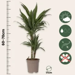 Drageplante - Sæt 2 - Dracaena Deremensis 'Warneckei' - Højde 60-70cm - ⌀17cm