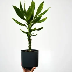 Drageplante - Sæt 2 - Dracaena Deremensis 'Warneckei' - Højde 60-70cm - ⌀17cm