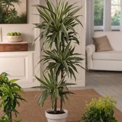 Drageplante - Sæt 2 - Dracaena Deremensis 'Warneckei' - Højde 60-70cm - ⌀17cm