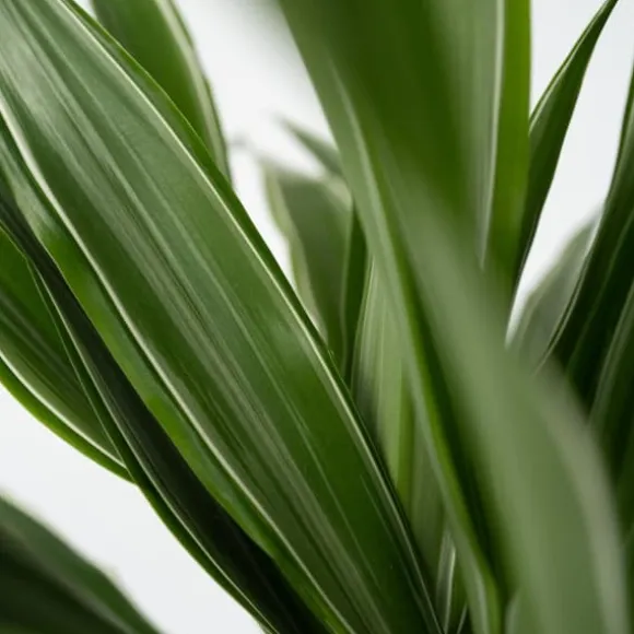Drageplante - Sæt 2 - Dracaena Deremensis 'Warneckei' - Højde 60-70cm - ⌀17cm