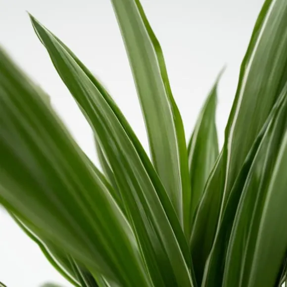 Drageplante - Sæt 2 - Dracaena Deremensis 'Warneckei' - Højde 60-70cm - ⌀17cm