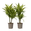 Drageplante - Sæt 2 - Dracaena deremensis 'Lemon Lime' - Højde 60-70cm - ⌀17cm
