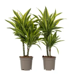 Drageplante - Sæt 2 - Dracaena deremensis 'Lemon Lime' - Højde 60-70cm - ⌀17cm