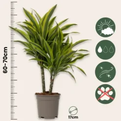 Drageplante - Sæt 2 - Dracaena deremensis 'Lemon Lime' - Højde 60-70cm - ⌀17cm
