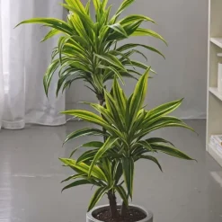 Drageplante - Sæt 2 - Dracaena deremensis 'Lemon Lime' - Højde 60-70cm - ⌀17cm