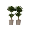 Drageplante - Sæt med 2 - Dracaena surculosa - Højde 50-65cm - ⌀17cm