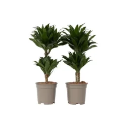 Drageplante - Sæt med 2 - Dracaena surculosa - Højde 50-65cm - ⌀17cm