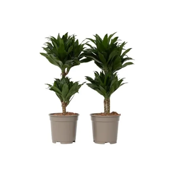 Drageplante - Sæt med 2 - Dracaena surculosa - Højde 50-65cm - ⌀17cm