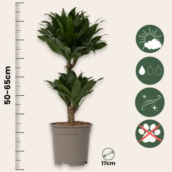 Drageplante - Sæt med 2 - Dracaena surculosa - Højde 50-65cm - ⌀17cm