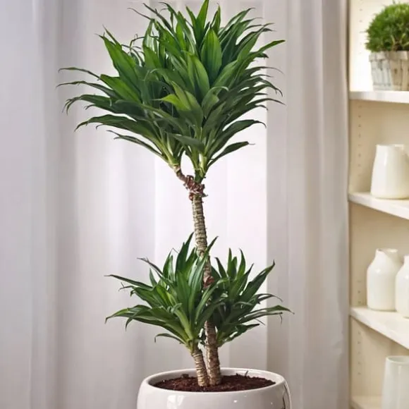 Drageplante - Sæt med 2 - Dracaena surculosa - Højde 50-65cm - ⌀17cm
