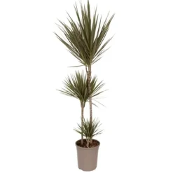 Drageplante drageblodstræ - Dracaena 'Bicolor' - Højde 110-130cm - ⌀24cm