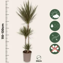 Drageplante drageblodstræ - Dracaena 'Bicolor' - Højde 110-130cm - ⌀24cm