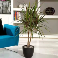 Drageplante drageblodstræ - Dracaena 'Bicolor' - Højde 110-130cm - ⌀24cm