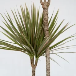 Drageplante drageblodstræ - Dracaena 'Bicolor' - Højde 110-130cm - ⌀24cm