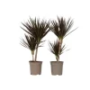 Drageplante drageblodstræ - Sæt 2 - Dracaena 'Magenta' - Højde 70-80cm - ⌀17cm