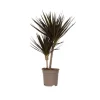 Drageplante drageblodstræ - Dracaena marginata 'Magenta' - Højde 70-80cm - ⌀17cm