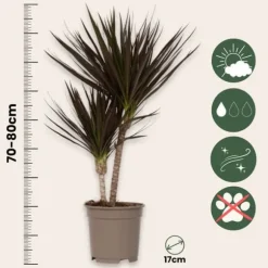 Drageplante drageblodstræ - Dracaena marginata 'Magenta' - Højde 70-80cm - ⌀17cm
