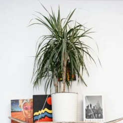 Drageplante drageblodstræ - Dracaena marginata 'Magenta' - Højde 70-80cm - ⌀17cm