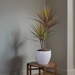 Drageplante drageblodstræ - Dracaena marginata 'Magenta' - Højde 70-80cm - ⌀17cm