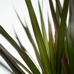 Drageplante drageblodstræ - Dracaena marginata 'Magenta' - Højde 70-80cm - ⌀17cm