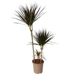 Drageplante drageblodstræ - Dracaena 'Magenta' - Højde 110-130cm - ⌀24cm