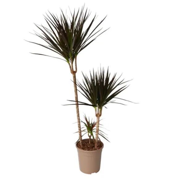 Drageplante drageblodstræ - Dracaena 'Magenta' - Højde 110-130cm - ⌀24cm