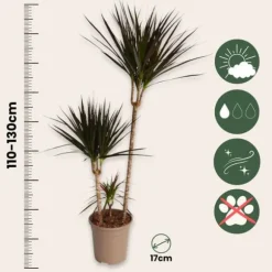 Drageplante drageblodstræ - Dracaena 'Magenta' - Højde 110-130cm - ⌀24cm