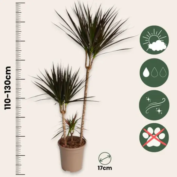 Drageplante drageblodstræ - Dracaena 'Magenta' - Højde 110-130cm - ⌀24cm