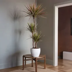 Drageplante drageblodstræ - Dracaena 'Magenta' - Højde 110-130cm - ⌀24cm