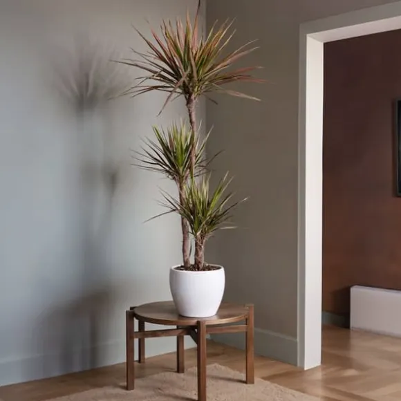 Drageplante drageblodstræ - Dracaena 'Magenta' - Højde 110-130cm - ⌀24cm