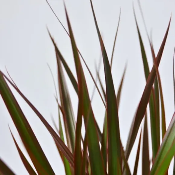 Drageplante drageblodstræ - Dracaena 'Magenta' - Højde 110-130cm - ⌀24cm