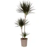 Drageplante drageblodstræ - Dracaena marginata - Højde 110-130cm - ⌀24cm