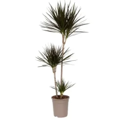 Drageplante drageblodstræ - Dracaena marginata - Højde 110-130cm - ⌀24cm