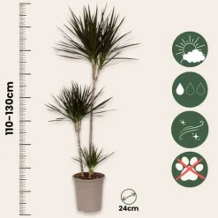 Drageplante drageblodstræ - Dracaena marginata - Højde 110-130cm - ⌀24cm