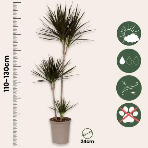 Drageplante drageblodstræ - Dracaena marginata - Højde 110-130cm - ⌀24cm