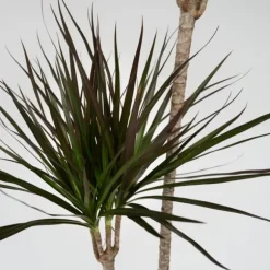 Drageplante drageblodstræ - Dracaena marginata - Højde 110-130cm - ⌀24cm