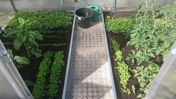 Drivhus Baumera Klasika 3x10m med 4 mm polycarbonatbelægning