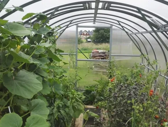 Drivhus Baumera Klasika 3x4m med 4 mm polycarbonatbelægning