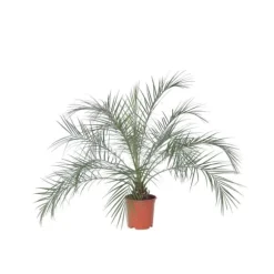 Dværgdaddelpalme - Phoenix roebelenii - Højde 80-90cm - ⌀21cm