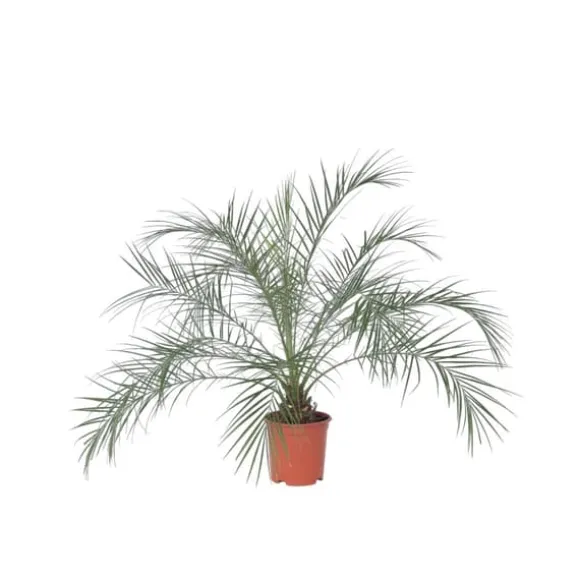 Dværgdaddelpalme - Phoenix roebelenii - Højde 80-90cm - ⌀21cm