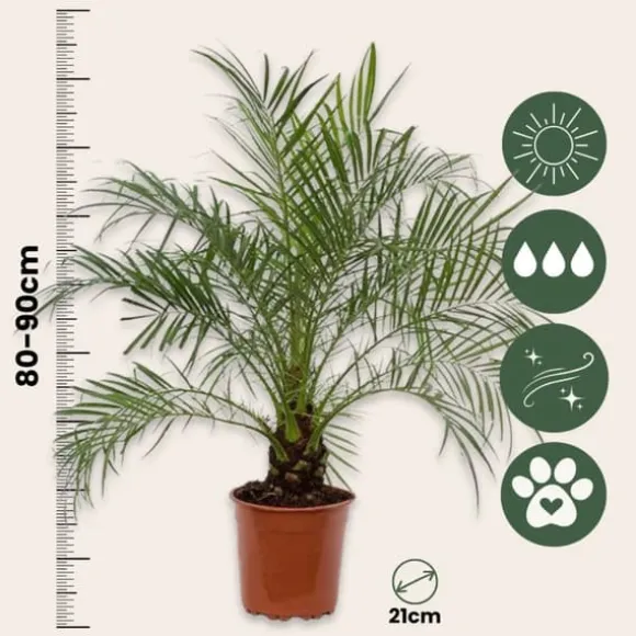 Dværgdaddelpalme - Phoenix roebelenii - Højde 80-90cm - ⌀21cm
