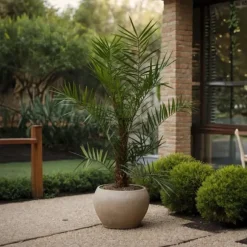Dværgdaddelpalme - Phoenix roebelenii - Højde 80-90cm - ⌀21cm