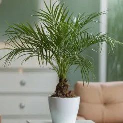 Dværgdaddelpalme - Phoenix roebelenii - Højde 80-90cm - ⌀21cm