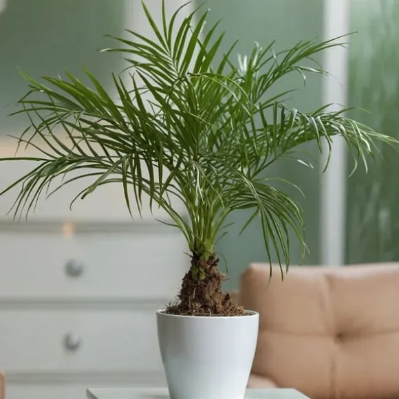 Dværgdaddelpalme - Phoenix roebelenii - Højde 80-90cm - ⌀21cm