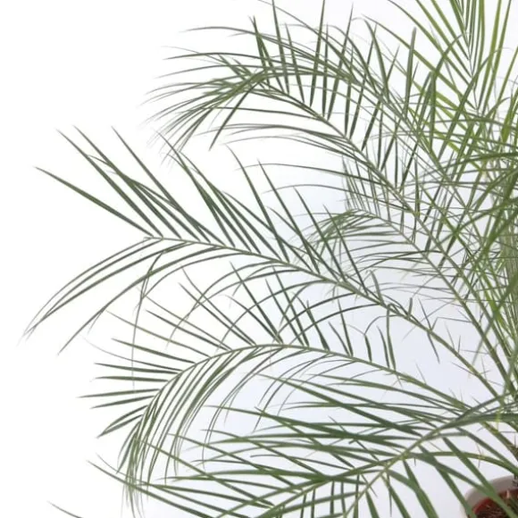 Dværgdaddelpalme - Phoenix roebelenii - Højde 80-90cm - ⌀21cm
