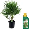 Dværgpalme - Chamaerops humilis - Højde 70-80cm - ⌀21cm