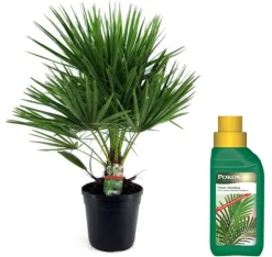 Dværgpalme - Chamaerops humilis - Højde 70-80cm - ⌀21cm