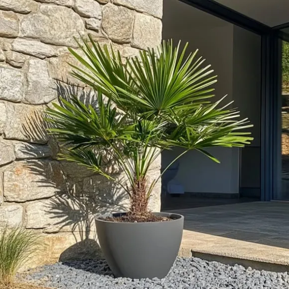Dværgpalme - Chamaerops humilis - Højde 70-80cm - ⌀21cm