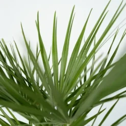 Dværgpalme - Chamaerops humilis - Højde 70-80cm - ⌀21cm