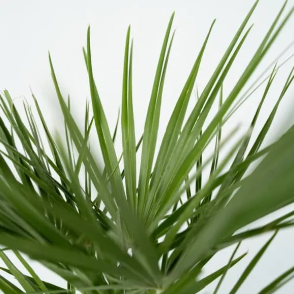 Dværgpalme - Chamaerops humilis - Højde 70-80cm - ⌀21cm